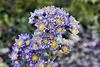 A Study in Blue and Yellow – National Garden, United States National Arboretum, Washington, DC