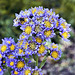 A Study in Blue and Yellow – National Garden, United States National Arboretum, Washington, DC