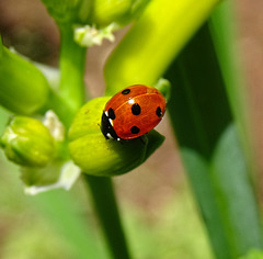 Seven Spot Ladybird (Coccinella septempunctata)