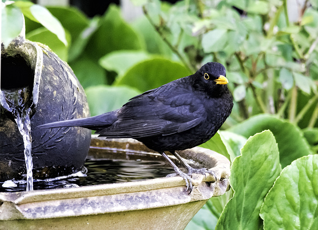 Bath time for the Blackbird