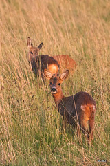 Roe deer family - late evening grazing