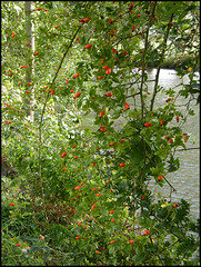 rosehips by the river