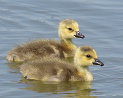 Young Canada Goose Goslings