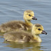 Young Canada Goose Goslings