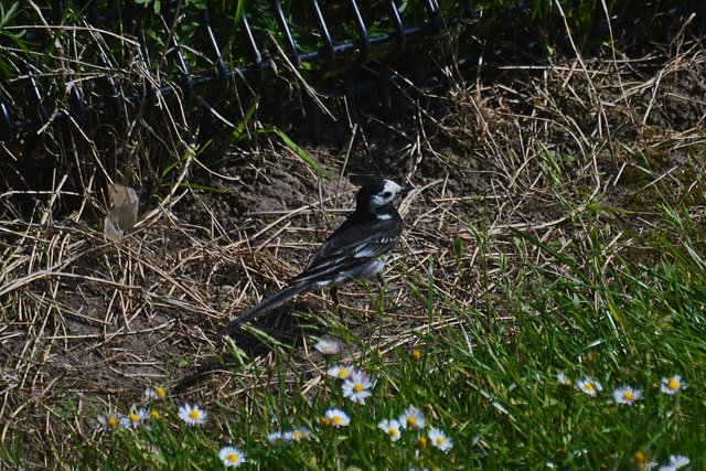 Pied Wagtail 1