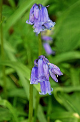 The First Bluebells!