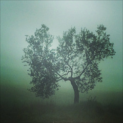 Olive tree in the fog.