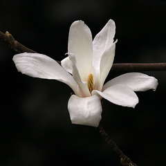 Magnolia (view on black)