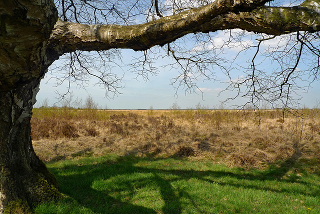 Nederland - Fochteloërveen