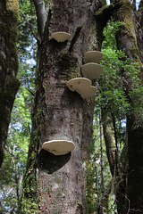 Bracket fungi on dead tree