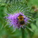 Bumblebee on a thistle