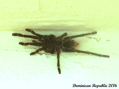 12 Phormictopus cancerides (Hispaniolan Giant Tarantula)