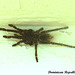 12 Phormictopus cancerides (Hispaniolan Giant Tarantula)