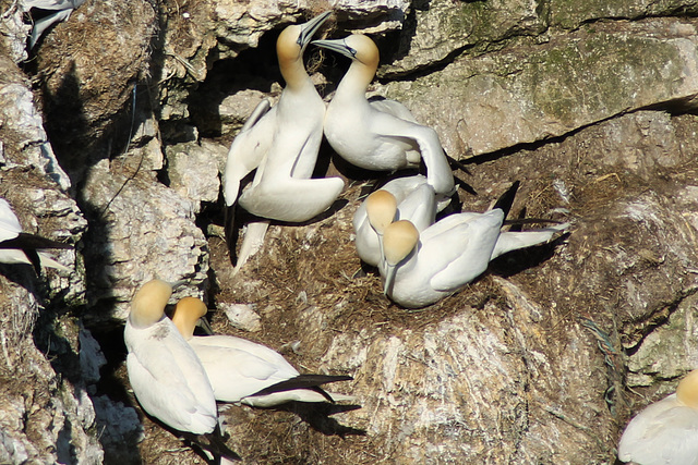 Gannets pairing up and preening