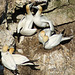 Gannets pairing up and preening