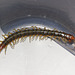 Centipede IMG_5977