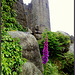 Granite, ivy, foxglove and castle.