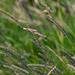 purple grasses 3