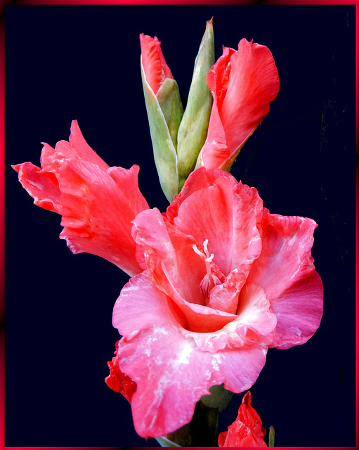 Gladiole in Rot. ©UdoSm