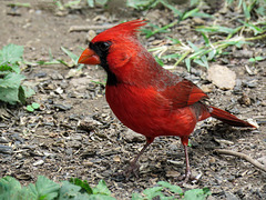 Day 6, Northern Cardinal male / Cardinalis cardinalis