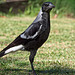 Young Australian Magpie