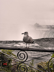 HFF and gull by the falls
