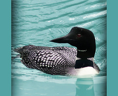 The beauty of the Common Loon