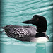 The beauty of the Common Loon