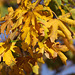 Field Maple (Acer campestre)