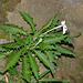 Plant IMG_5991