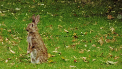 osterhase - easter bunny