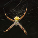 Spider IMG_5944