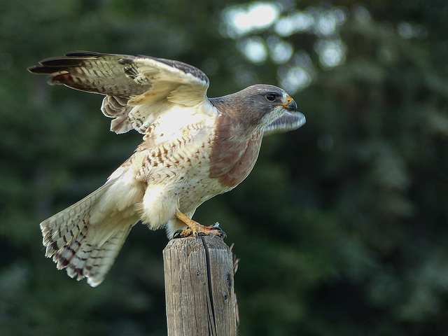 Swainson's Hawk take-off