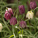 20210423 4295VRMw [D~LIP] Schachbrettblume (Fritillaria meleagris), Bad Salzuflen