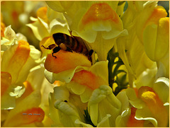 Biene in Leinkraut-Blüten