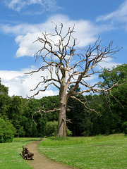 abgestorbener Baum im Schloßpark