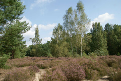 Kleinmachnower Heide