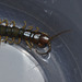 Centipede close up IMG_5965