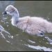 baby swan