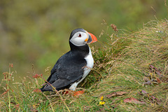 Iceland, The Puffin on the Western Slope of the Dyrhólaey Cape