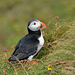 Iceland, The Puffin on the Western Slope of the Dyrhólaey Cape