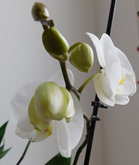 Mes orchidées...