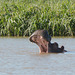 Ethiopia, Tana Lake, Hippopotamus Is Opening Its Jaws