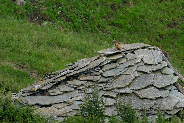 Marmot (very cool animals)