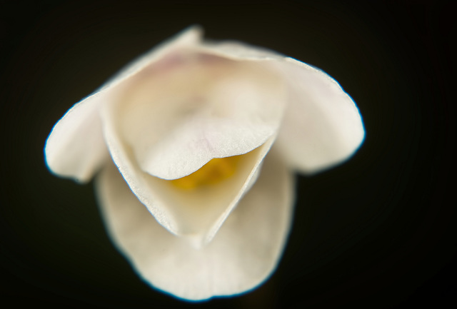 Das Buschwindröschen (Anemone nemorosa) einmal mit der geschlossenen Blüte :))  The wood anemone (Anemone nemorosa) once with the closed flower :))  L'anémone des bois (Anemone nemorosa) une fois avec