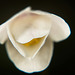 Das Buschwindröschen (Anemone nemorosa) einmal mit der geschlossenen Blüte :))  The wood anemone (Anemone nemorosa) once with the closed flower :))  L'anémone des bois (Anemone nemorosa) une fois avec la fleur fermée :))