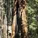 "Clothes Peg" Sequoia
