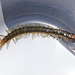 Centipede IMG_5976