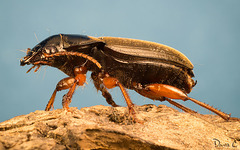 Beetle - Side Profile