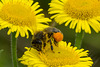 Bulging pollen Baskets